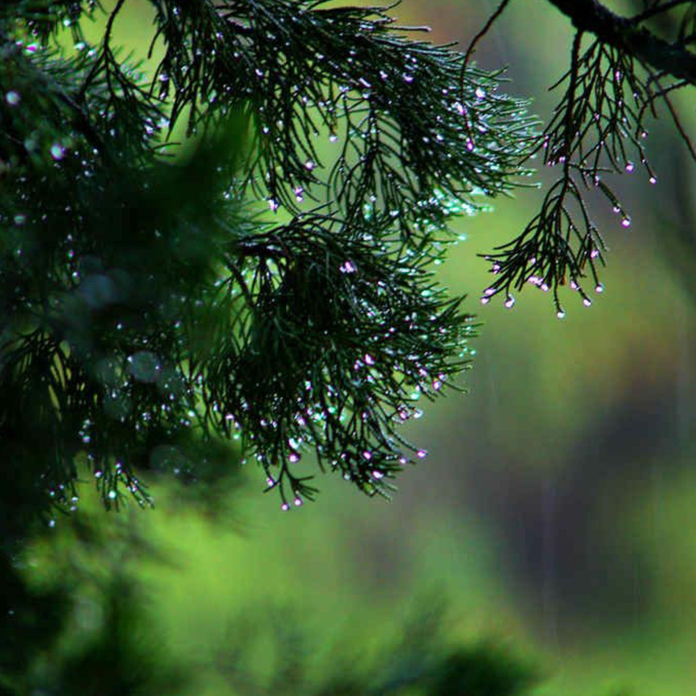 лес после дождя фото