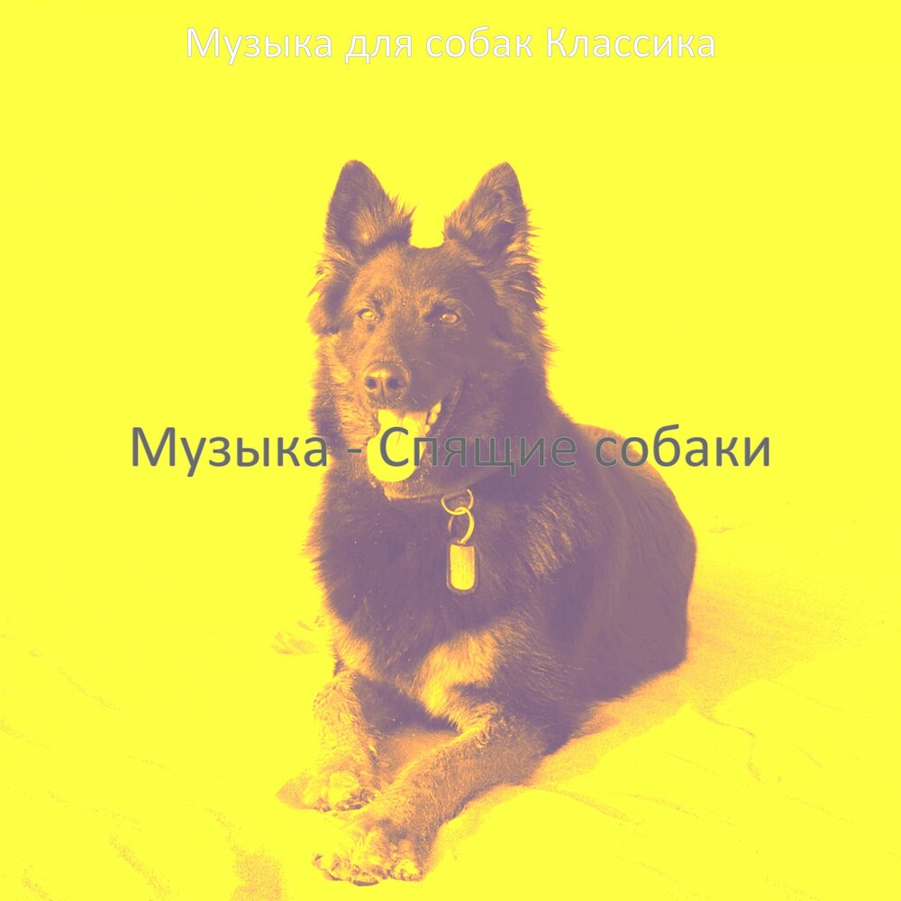 Милые звуки. Песня мой пес слушать. Песня мой пес слушать. Собака мечты. Песня она собака.