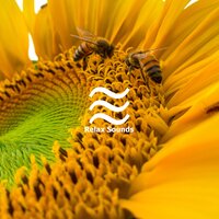 Zen Doze Noises for Sleep