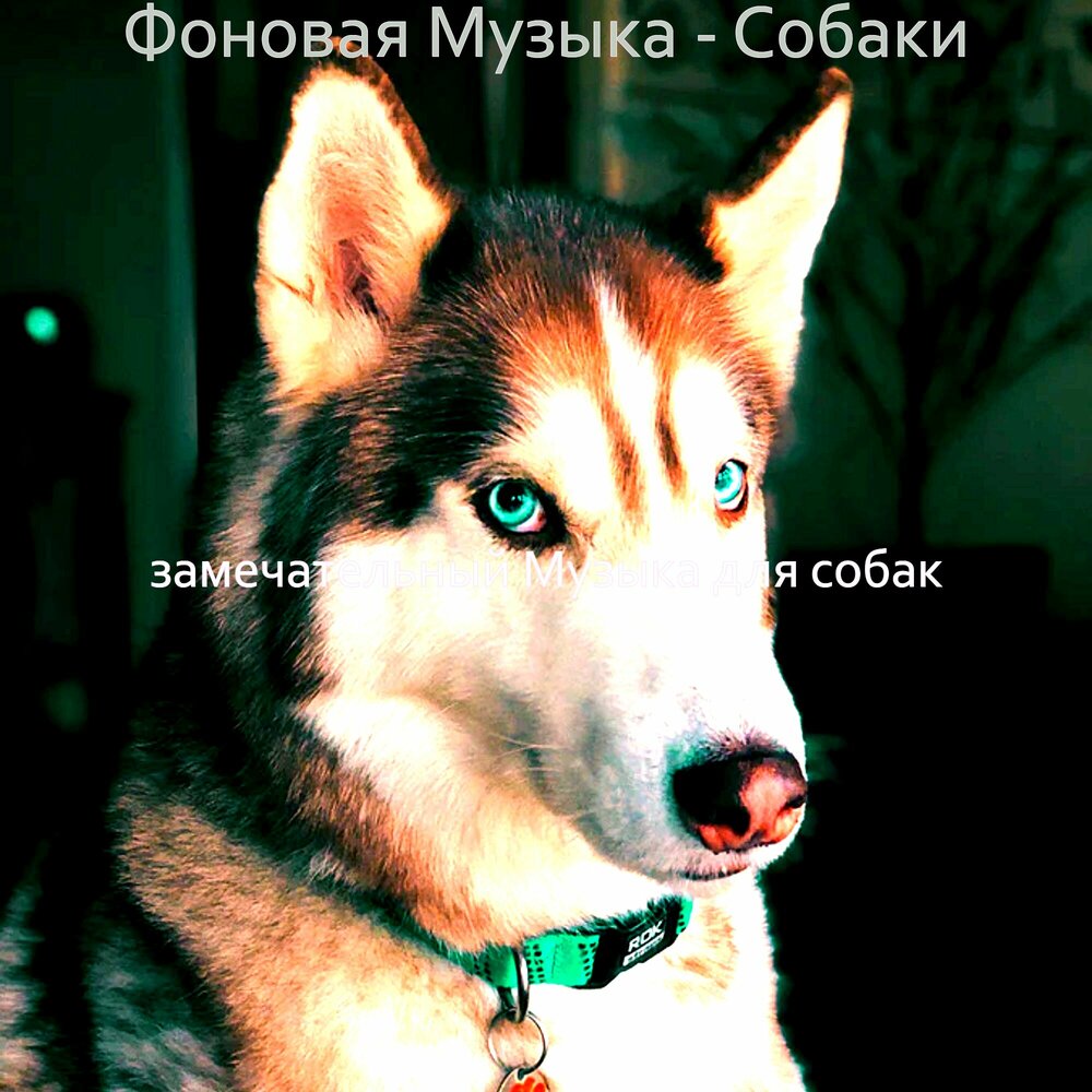 Песня мой пес слушать. Собака музыка. Щенки песни. Собака слушает музыку. Песня мой пес слушать.
