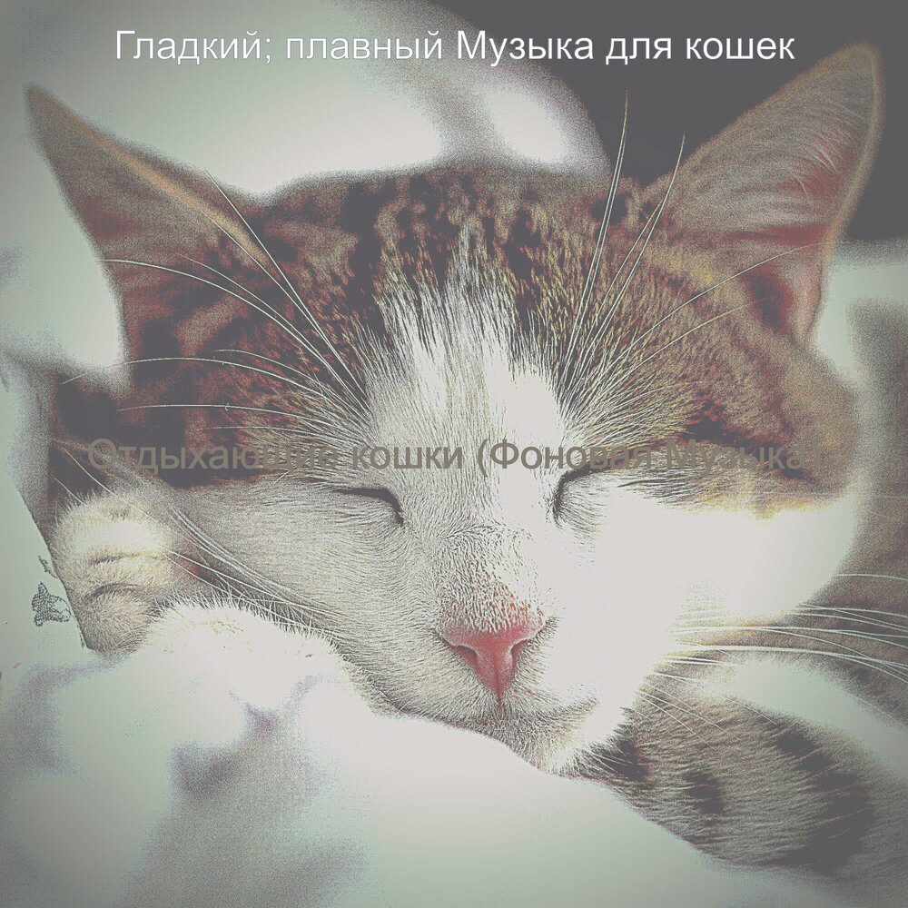 Песни про котят. У меня есть ты я зову тебя котенок мой. Слушать песню котенок мой. Песни про кошек. Музыка для котят успокаивающая.