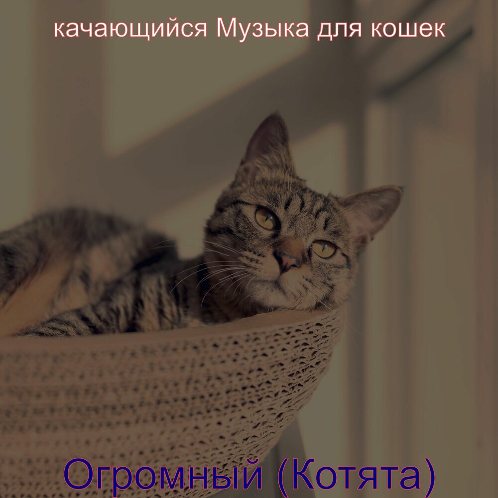 песня хороший кот слушать. два кота ноты. та та два кота два ободранных хвоста ноты. писк котят слушать для кошки. песня хороший кот слушать.