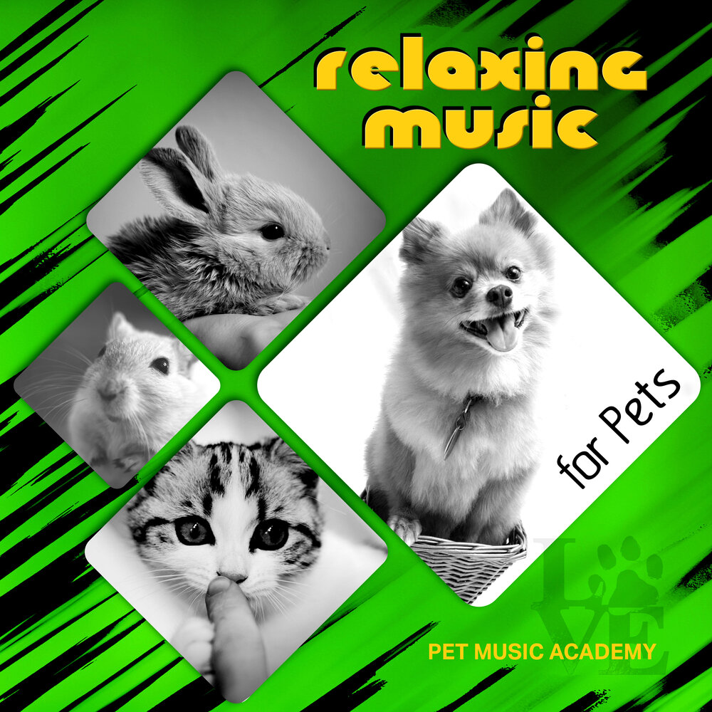 Music pets. Pets Song. Pets and Music Music for Cats and friends - Vol. 2.