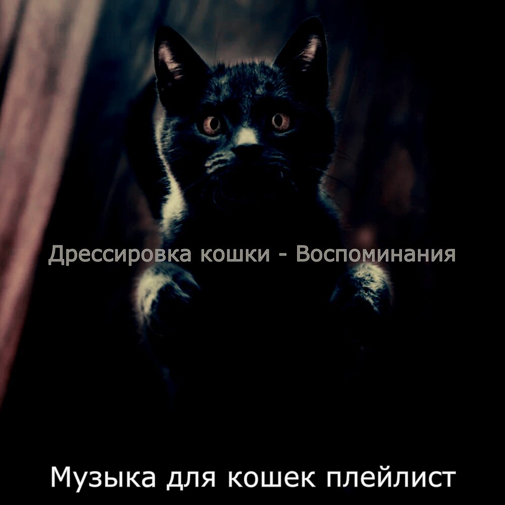 Кошачьи мемуары. Кошка из мемуаров. Музыка для кошек. Кошечка Помни фотография. Променял на ободранную кошку песня