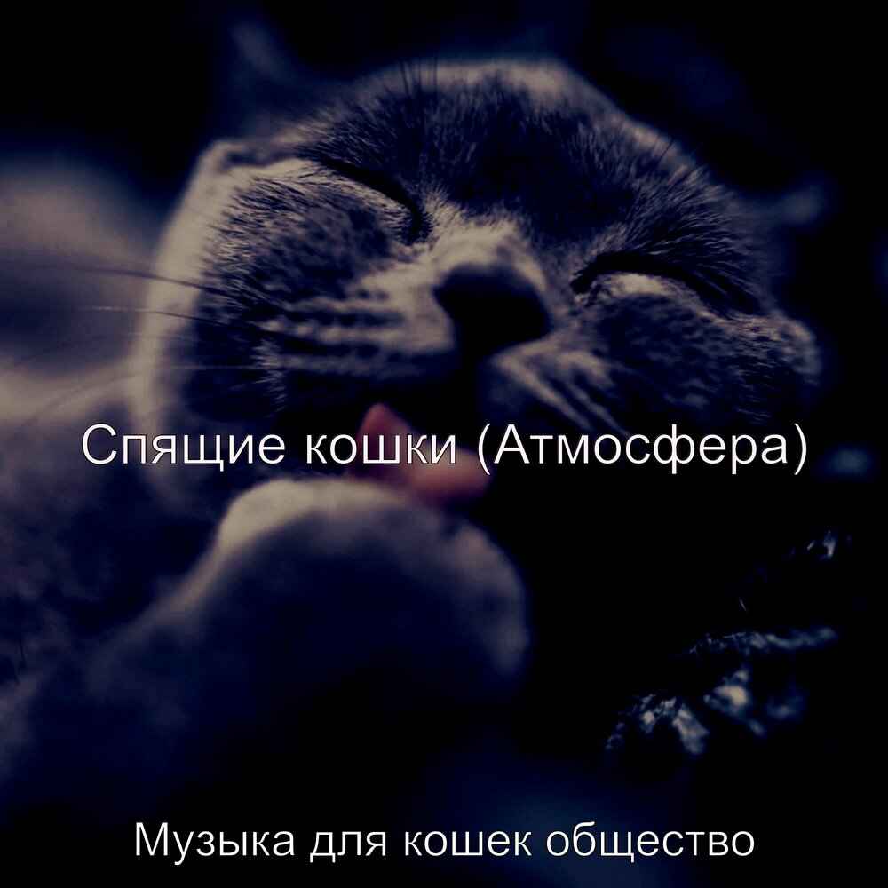 Песня про кошку. Музыка для сна кошек. Мелодии чтобы котёнок уснул. Музыка для кошек. Музыка поспать