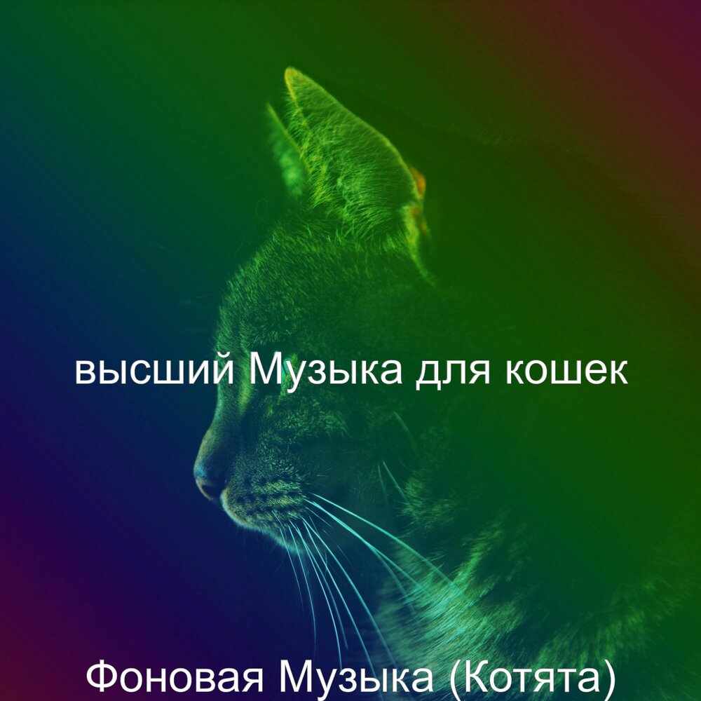 Слушать кошку живой звук. Ритмичность кошек. Звук для расслабления кошки. Котенок слушает музыку. Котята и музыка.