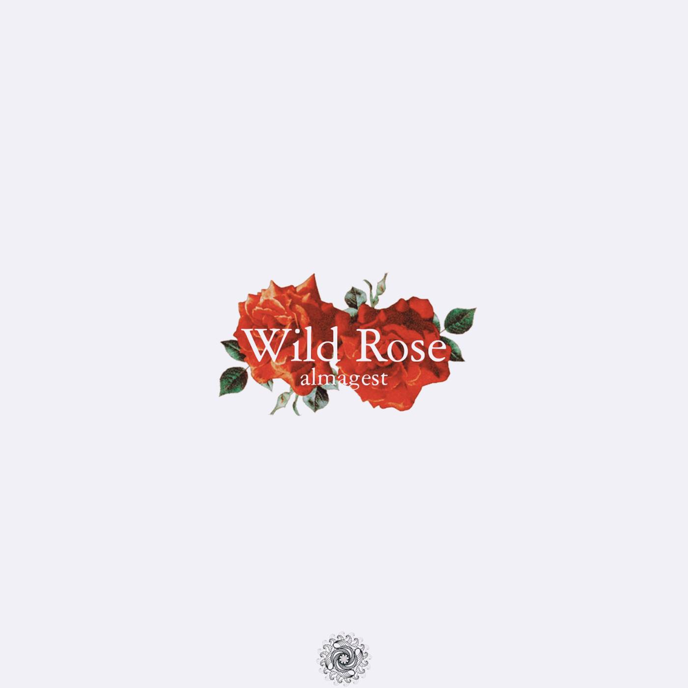 Wild Rose надпись. Песня its a Wild Rose.