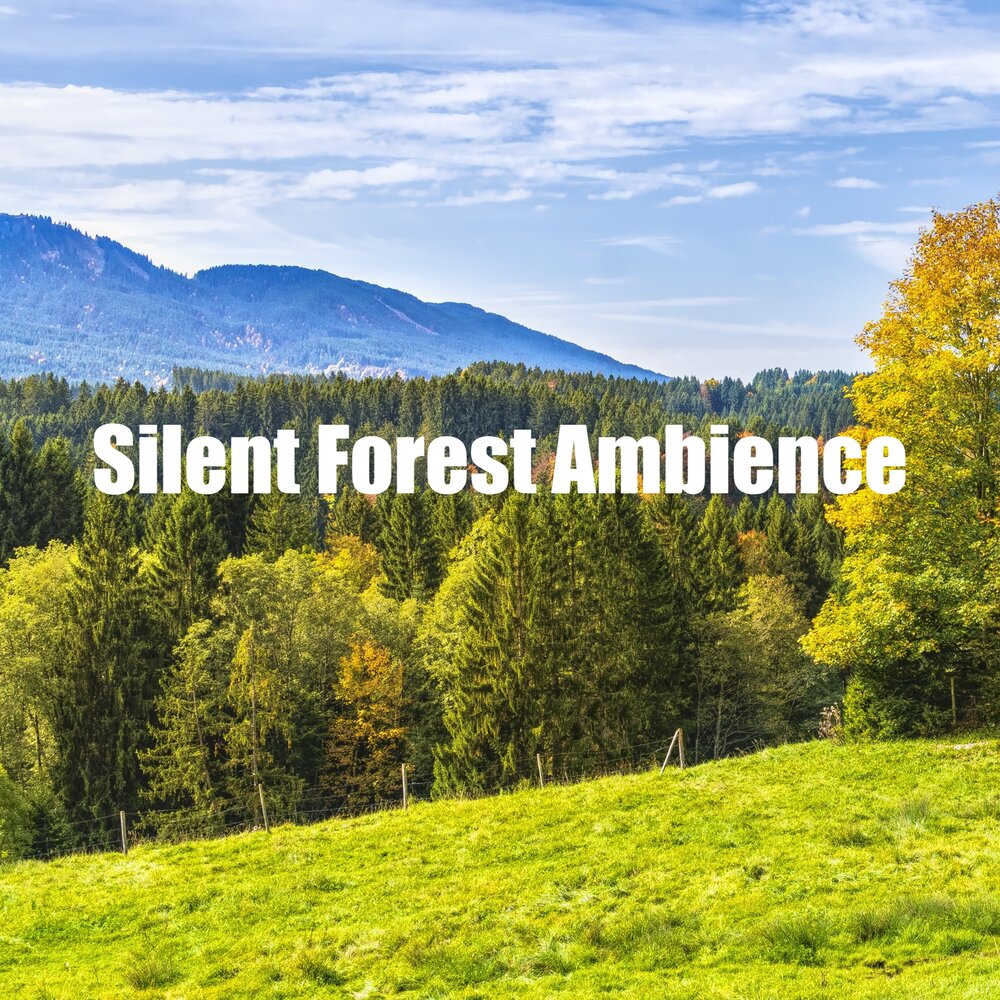 Quiet forest. Silent Forest.