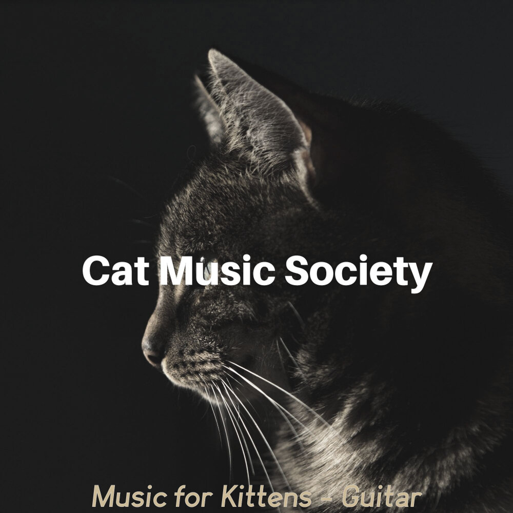 Who wrote the music for cats. Relaxing music for cats. Cat feel обои. Calming music for +cats. Who the music for cats by.