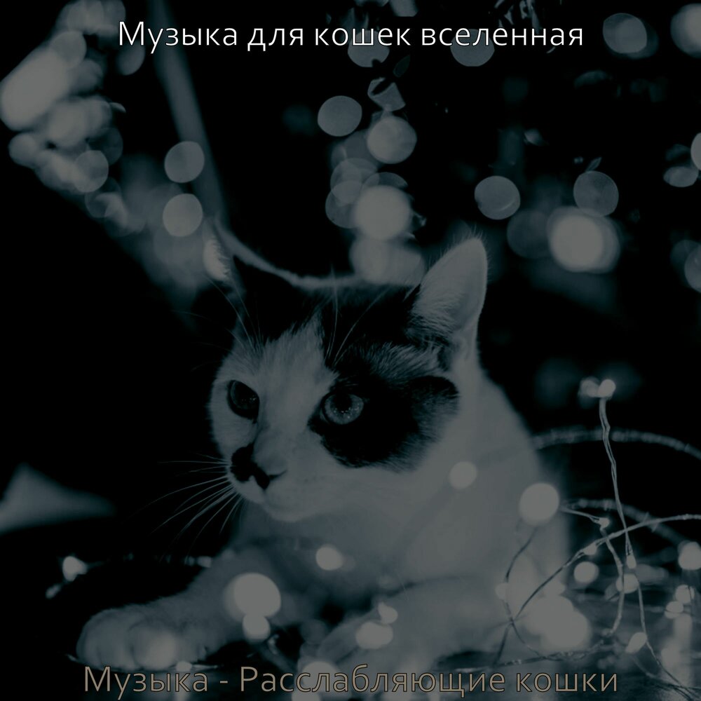 Кошки это кошки песня. Музыка для кошек. Песня про кошку. Песня про кошку. Песня про кошечку.
