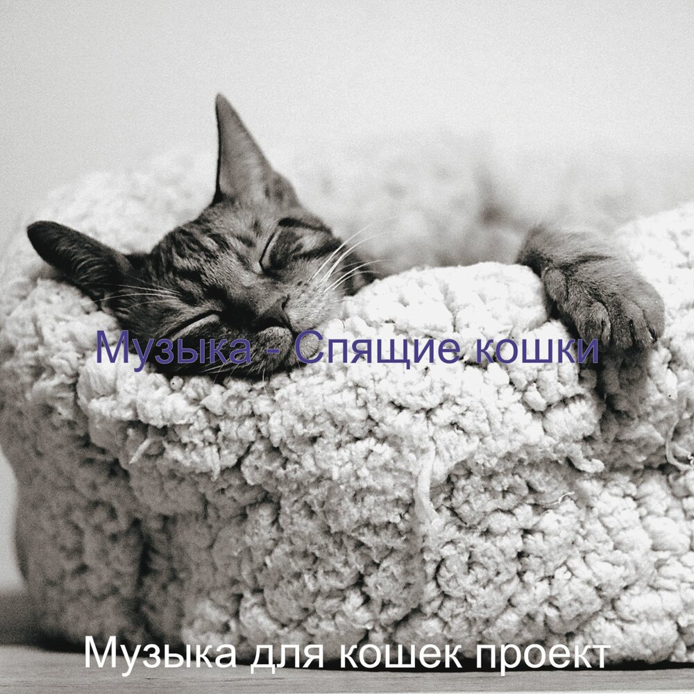 Приятные звуки для кошек. Музыка для котят успокаивающая. Звуки кошек для кота слушать. Успокаивающая музыка для кошек слушать. Котята и музыка.