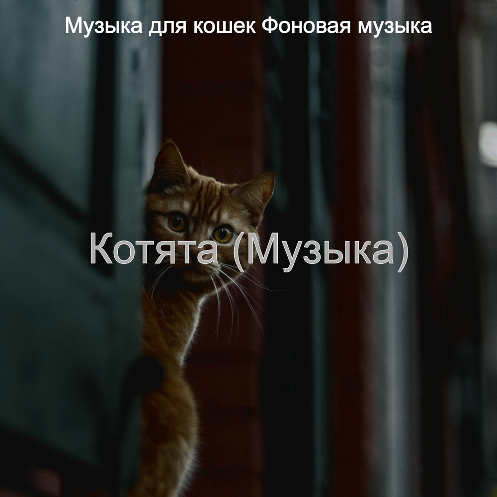 Котята и музыка. Котята и музыка. Песня про кошку. Песни про котят. 140 ударов в минуту котенок мой.