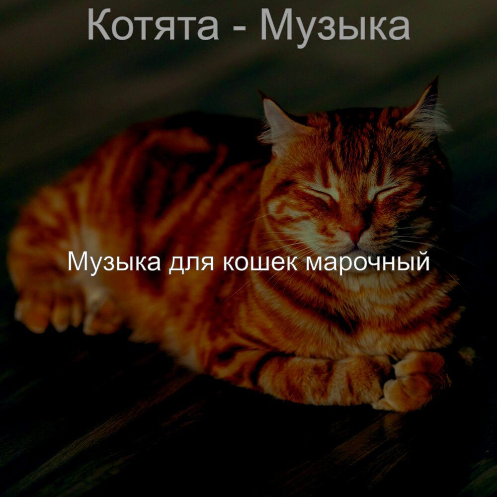 Песни про котят. Расслабляющая музыка для кошек. Музыка для кошек. Класс.