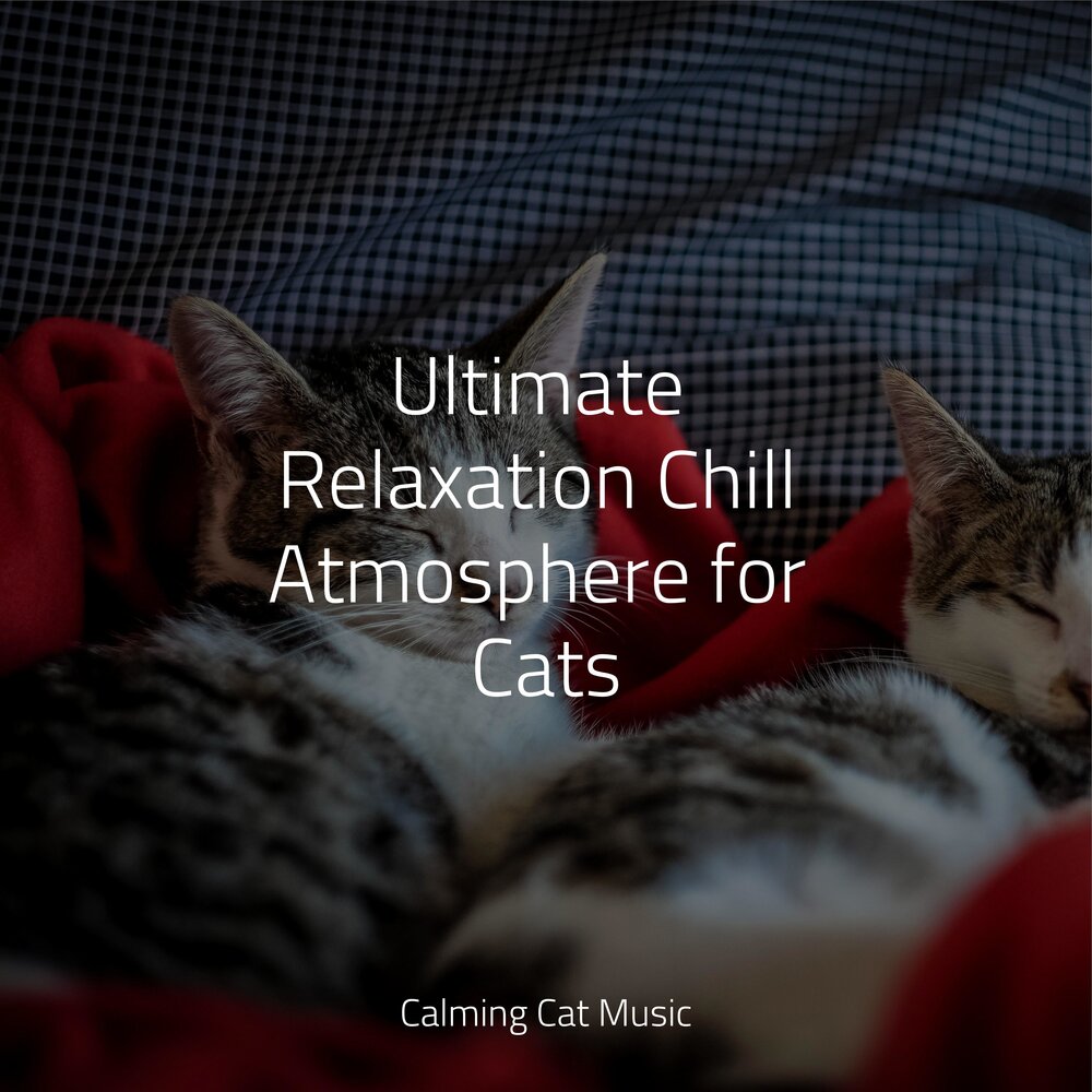 Music for cats. Calming Music for Cats. Cat. Слушать. Omnipotent Cat.
