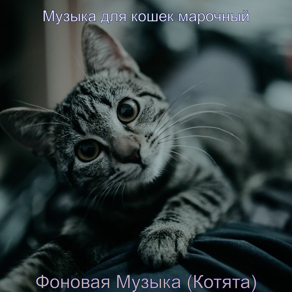 Есть музыка кошек. Музыка для кошек. Милый музыкальный котик. Кошечки СЛУШАЮТ музыку. Самая милая песня кошечек..