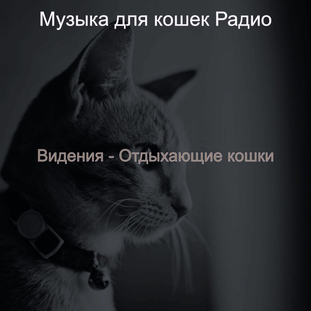 Кошка точит когти. Костюм для песни про кошку. Променял на ободранную кошку. Променял на ободранную кошку. Променял на ободранную кошку.