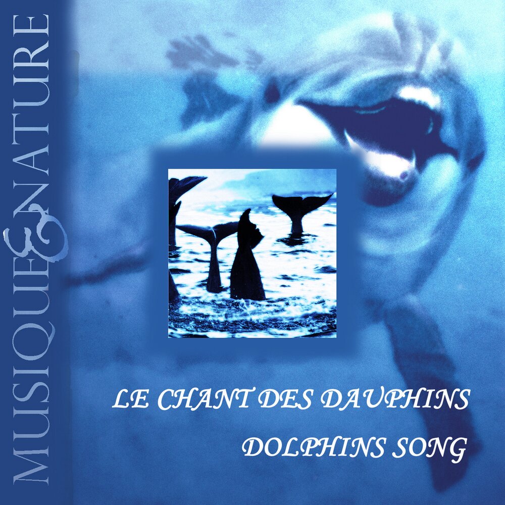 Люди дельфины песня. Песня про дельфинов. Дельфин песни. Дельфин песни слушать. Тишина Дельфин песня.