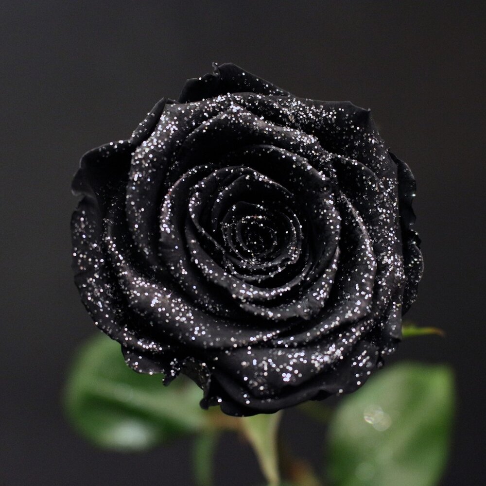 Роза Noir (Нуар)