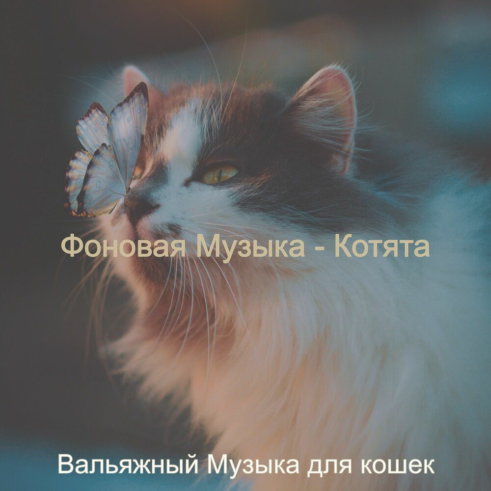 Мои котята. Песня про котят. Слушать песню котенок мой. Дэвид тейе музыка для кошек. Нежный котенок песня.