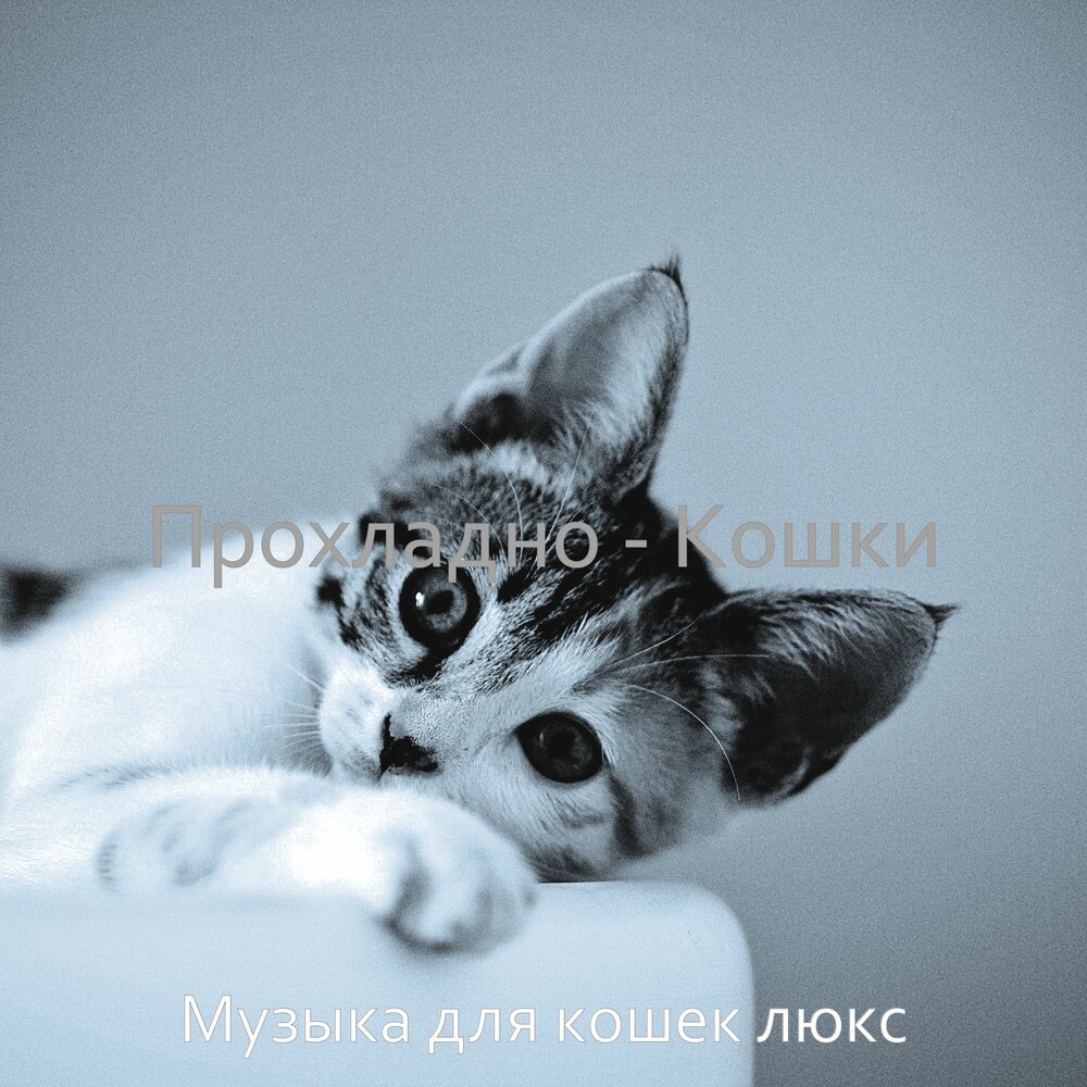 Моё солнышко мой зайка мой котенок. Нежный котенок мой песня кто поет. Группа револьверс 2000. Револьверс группа. Нежный котенок мой песня кто поет.