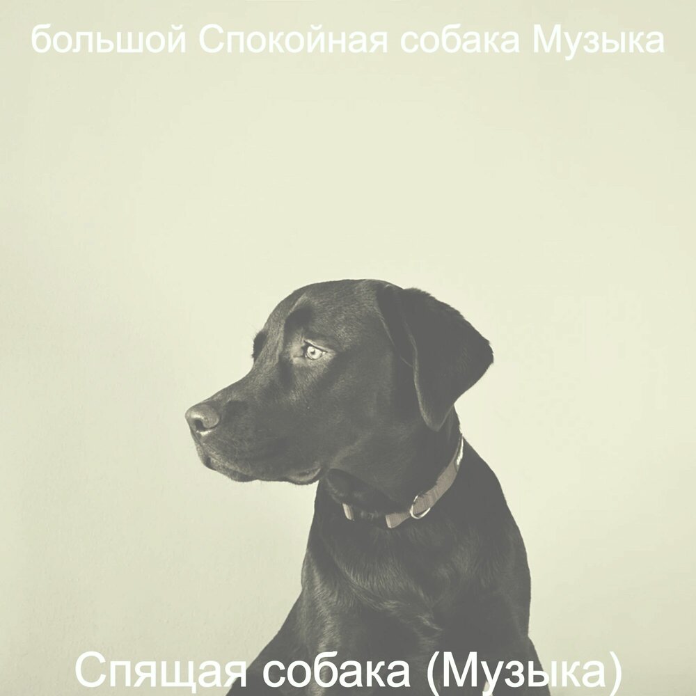 Песня она собака. Моя Вселенная собаки. Песня про псину. Собака музыка. Музыка для расслабления собак.