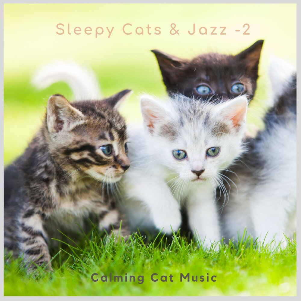 Music for cats. Дуэт кэтс. Cat. Слушать. Cats мелодия.