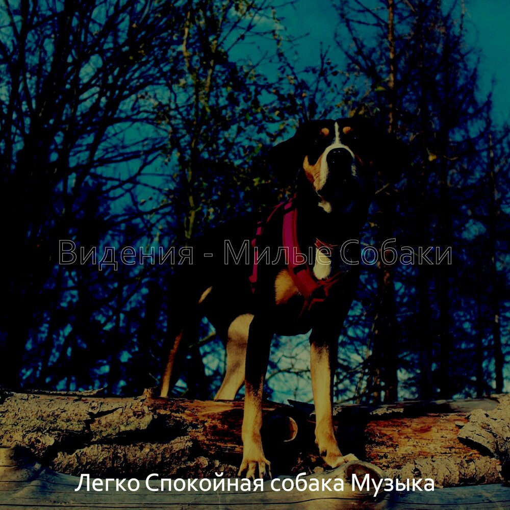 Собака слушает музыку. Песня мой пес слушать. Песня мой пес слушать. Песня мой пес слушать. Песня про собаку.