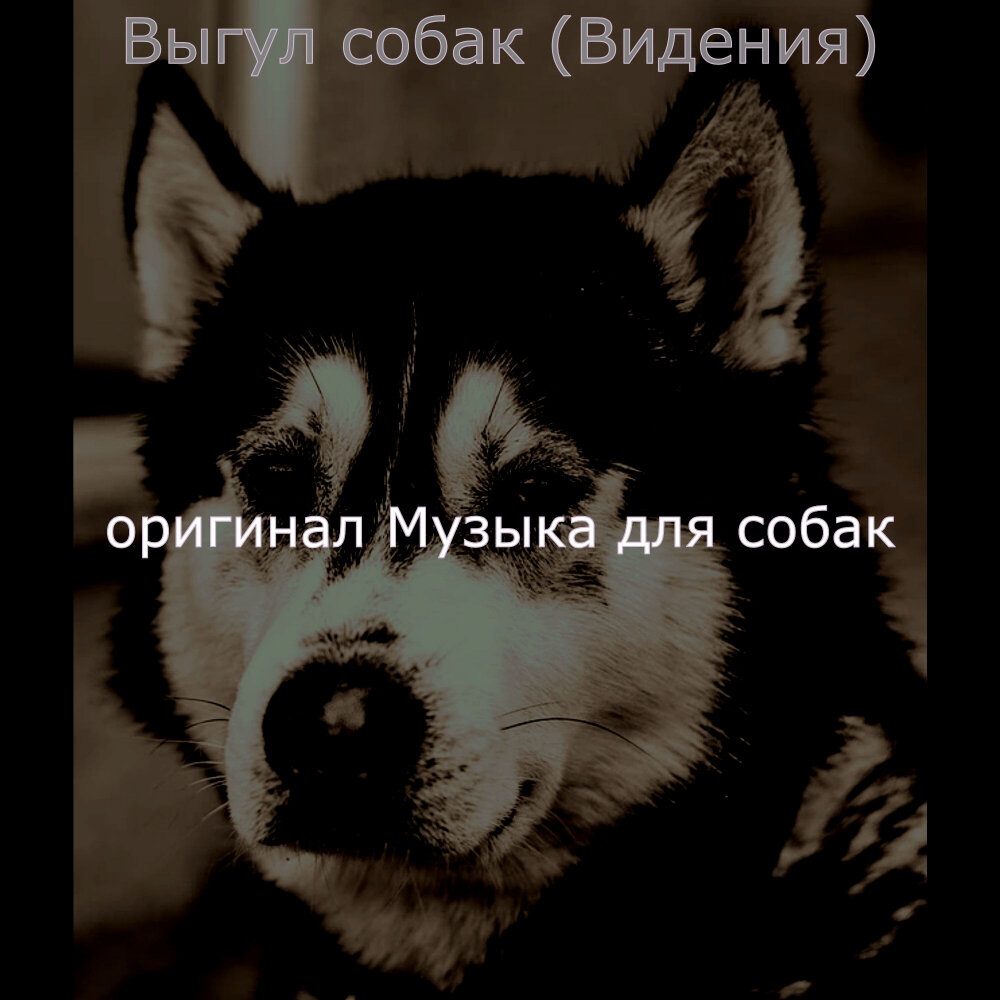 Собачьи мечты. Собака мечты. Песня про собаку. Песня ненависть щенки. Звук который привлекает собак слушать.