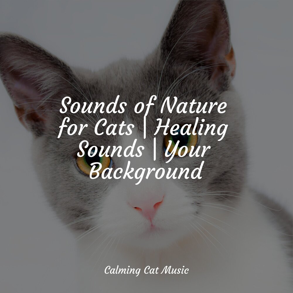 Music for cats. Serenity Cat. "Music for Cats" && ( исполнитель | группа | музыка | Music | Band | artist ) && (фото | photo). Fake Cats Project Dutzend.