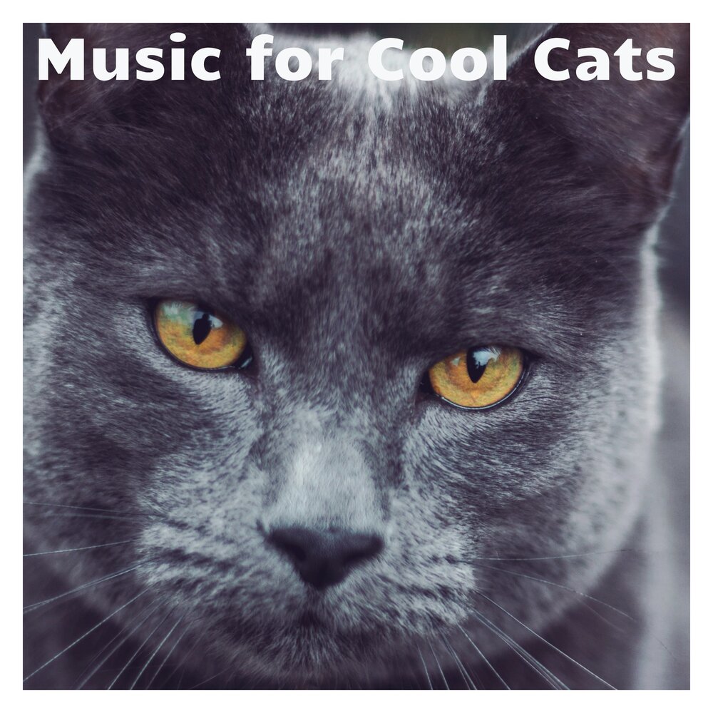 Music for cats. "Music for Cats" && ( исполнитель | группа | музыка | Music | Band | artist ) && (фото | photo). Cat with Music.