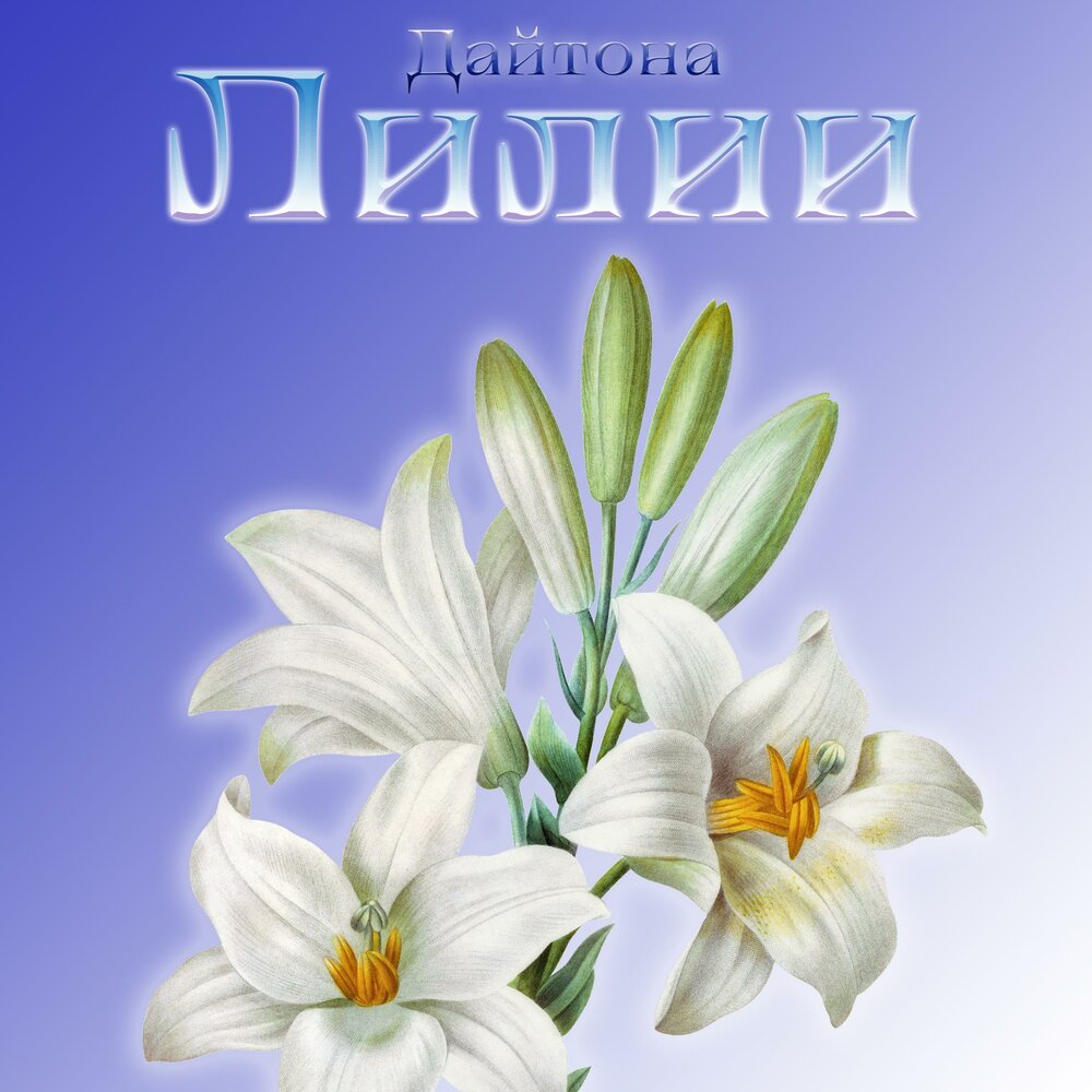 Песня про лилии слушать. Лилия песня. Песня про лилии слушать. Лилия песня. Песня про лилии слушать.