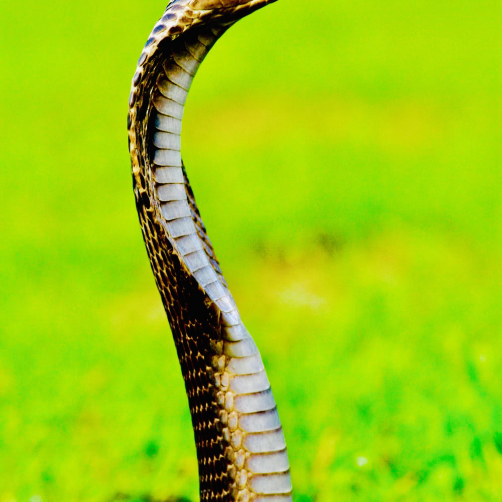 кобра песня. красивая а внутри кобра. кобра фараона. саркис мовсесян кобра. фиолетовая кобра.