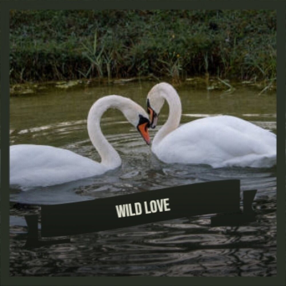 Loving wild. Wild Love.