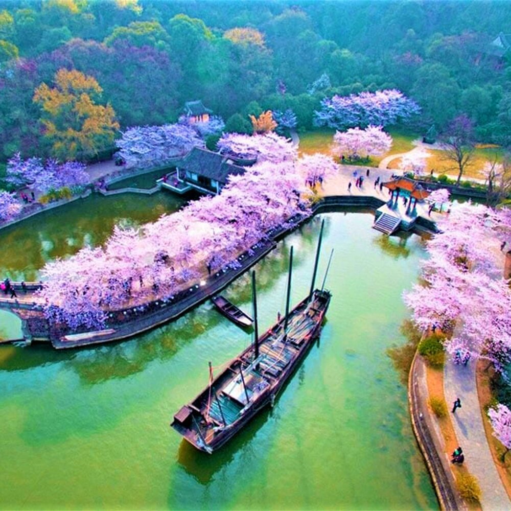 цветение сакуры в китае. цветущие сады сидзуока япония. цветущая сакура в китае. цветение сакуры в китае. фестиваль цветущей вишни в китае.