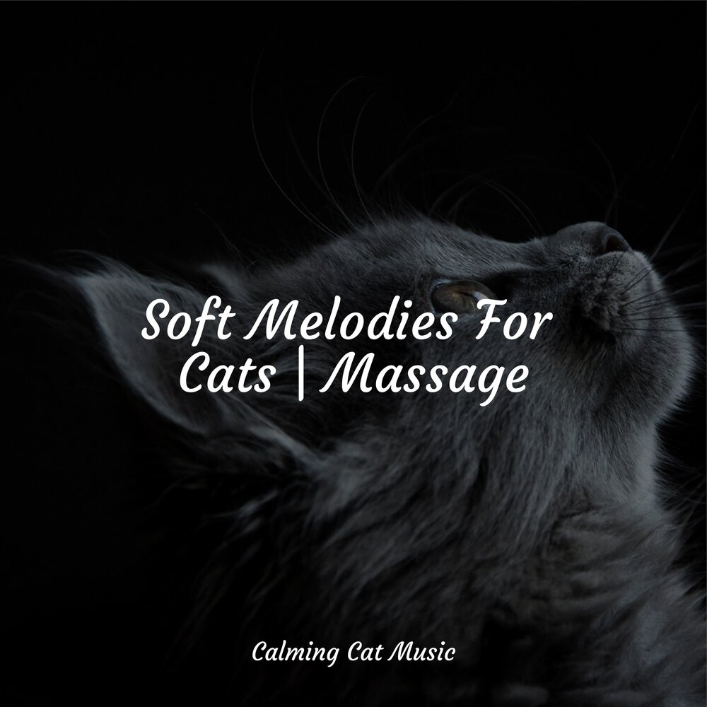 Music for cats. Cat Music.