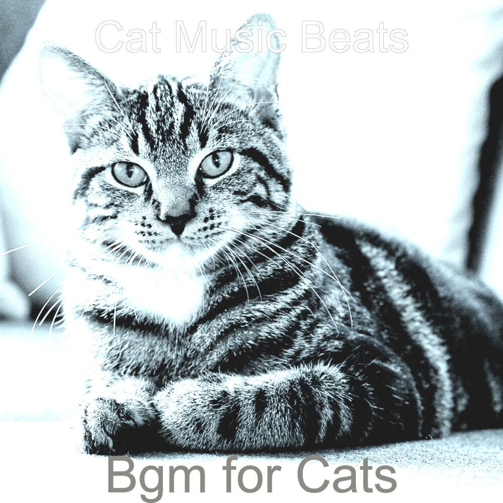 Cat beats