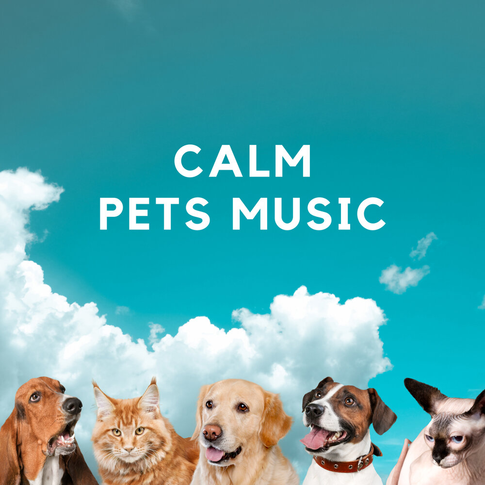 Pets aesthetic. Playful Music. Music pets