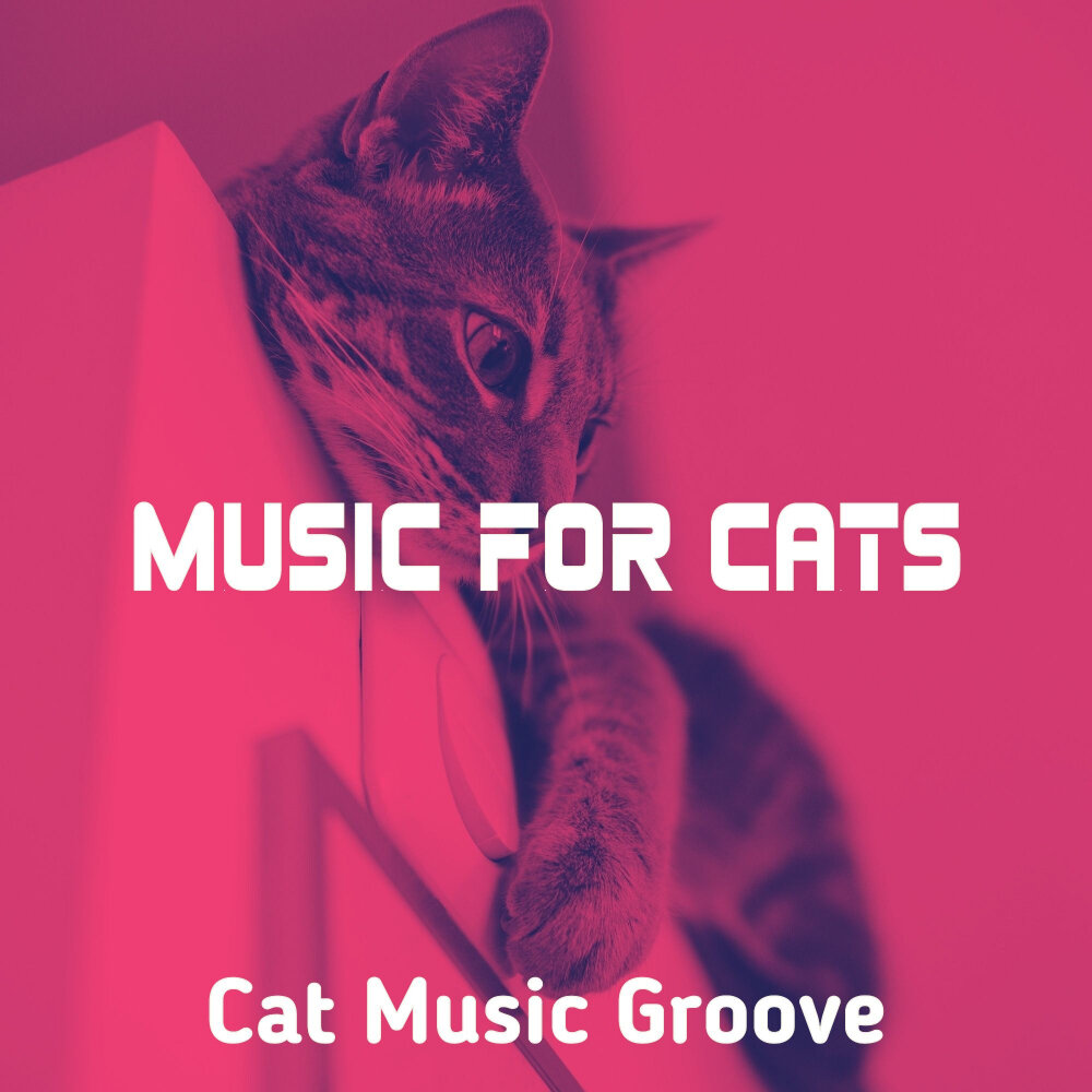 Music for cats. Кэт Грув. Groove Cats перевод. Groove Cats Америка. Groove Cats once in a Lifetime Groove.
