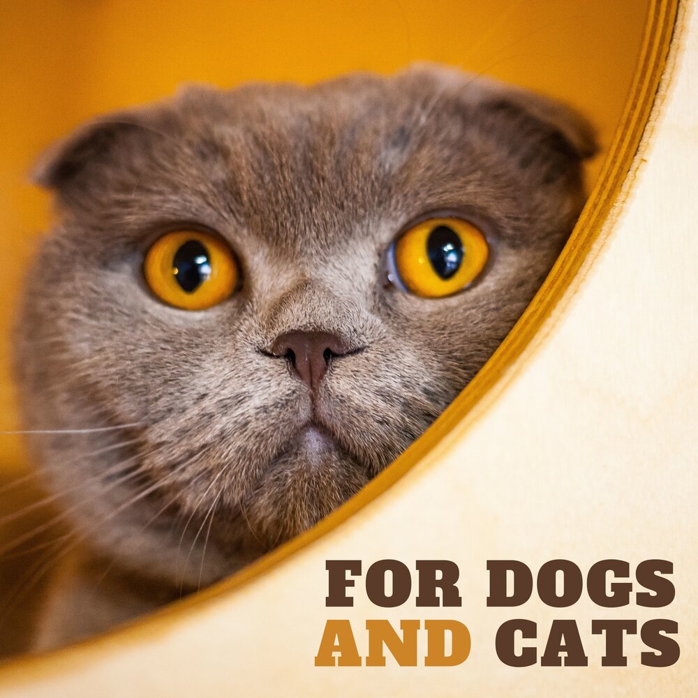 Cats forever. Зона для кошки. Cats forever. Кошки форева. Кот 400x400px.
