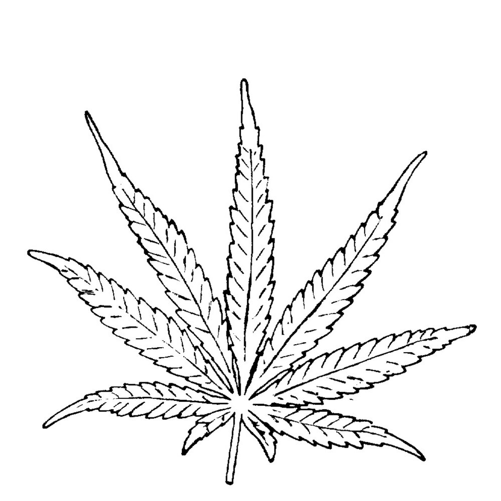 Рисунок листка марихуаны вопросы на экспертизу наркотиков