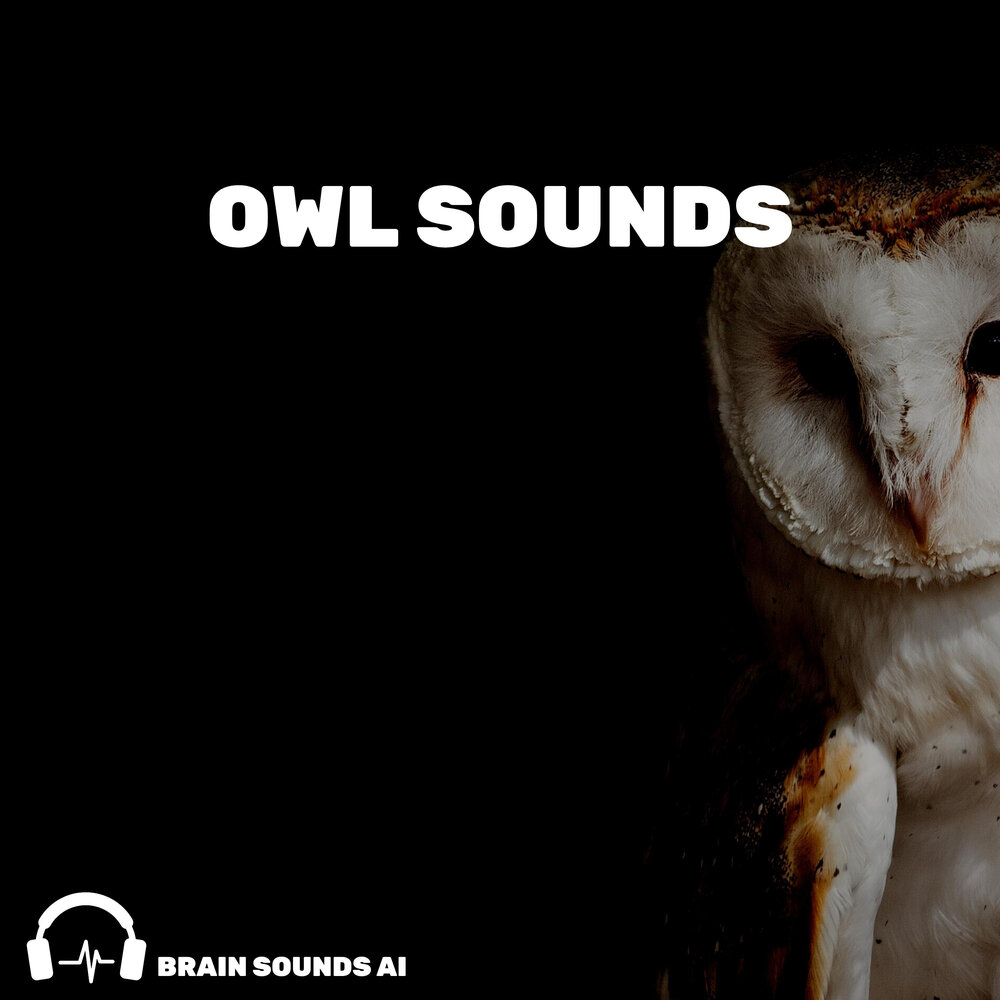 97 brain. Owl Sound.
