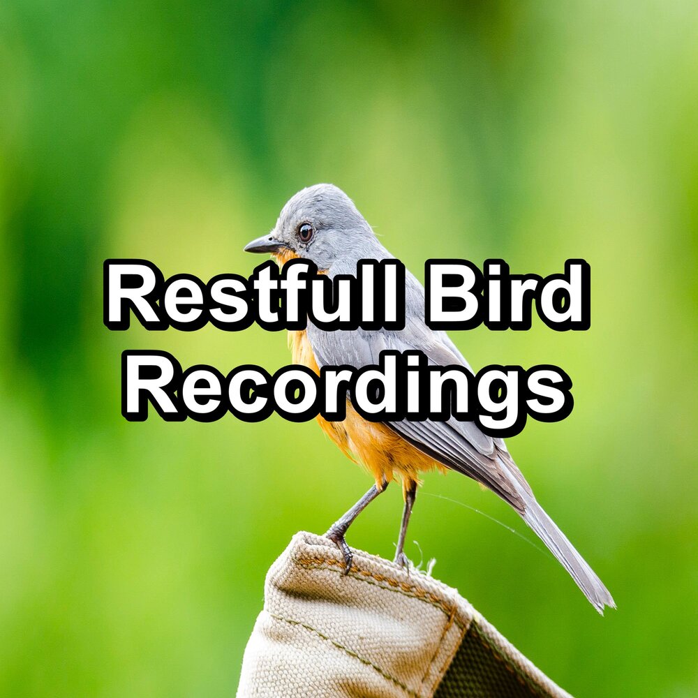 Relax Bird. Songbird ASMR.