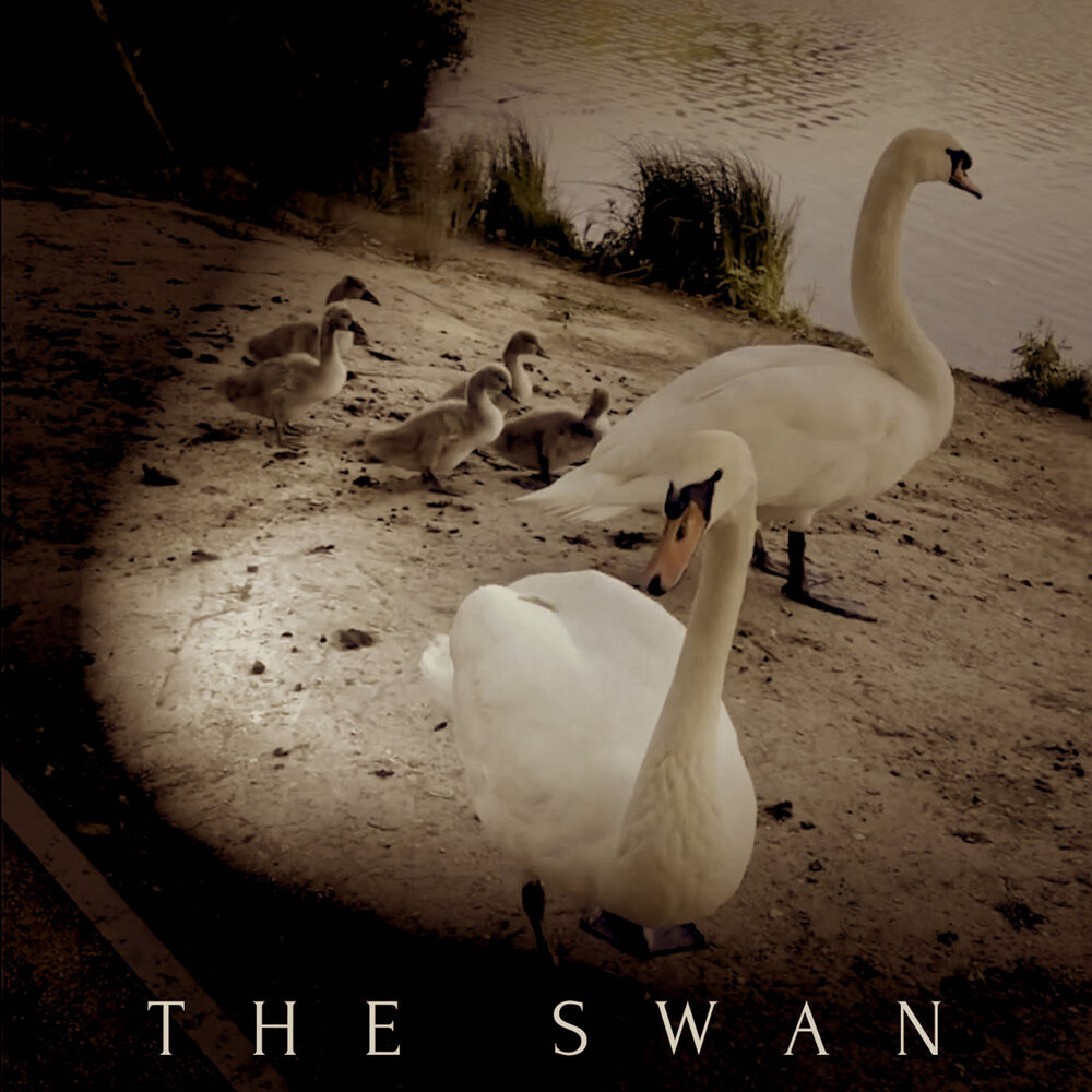 Слушать песню лебеда. Лебеди по кругу. Swans album Cover. Круг лебеди слушать. Группа лебеди слушать.