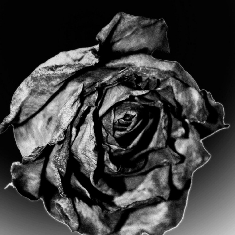 Роза черная Жемчужина