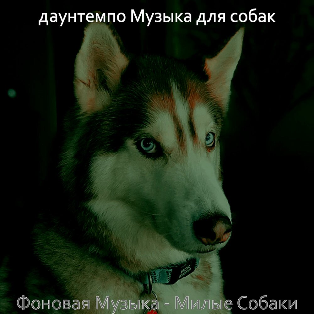 Слушать звуки собак живой звук. Звук собаки. Звуки для собак приятные. Лай собаки звук. Звук звук собаки.