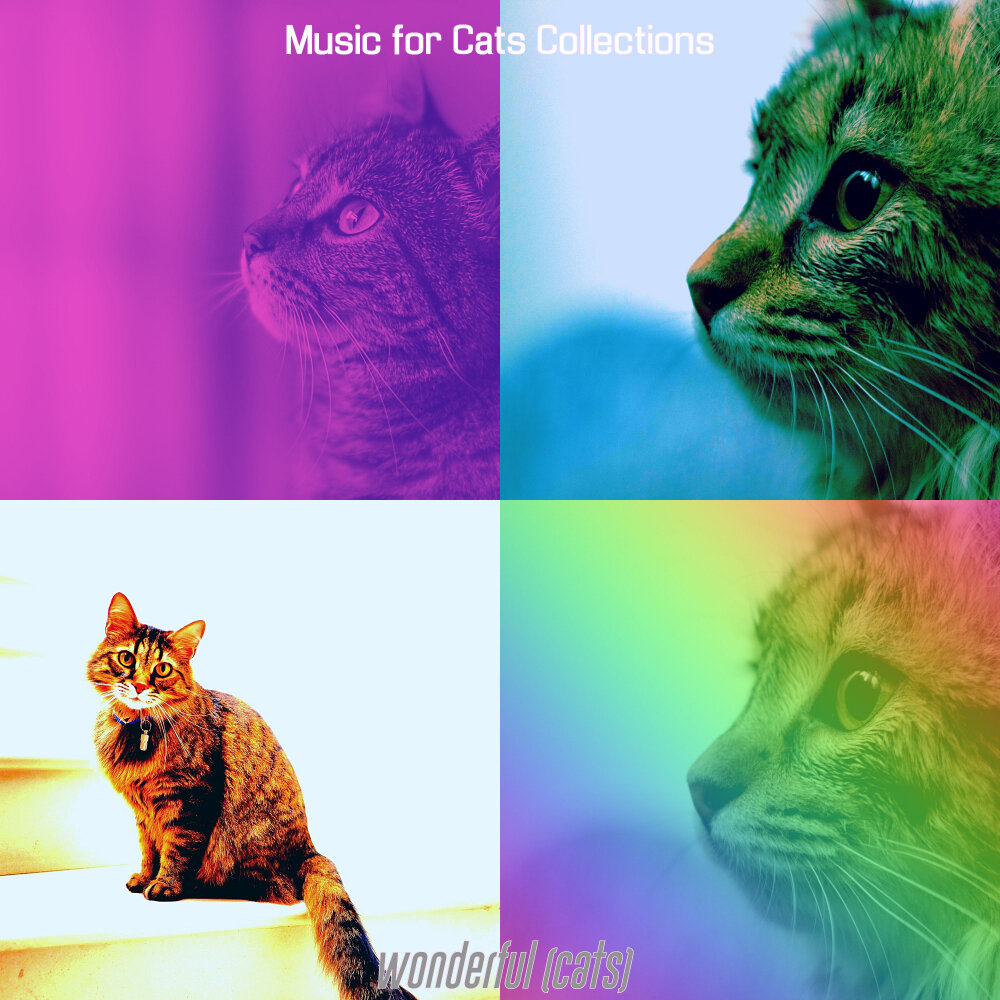 Music for cats. "Music for Cats" && ( исполнитель | группа | музыка | Music | Band | artist ) && (фото | photo). Bandcamp wonderful Cat. Were both Cats Splendid.