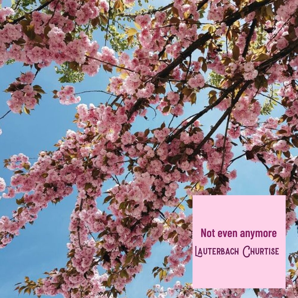 Spring blossom. Gullagan bahor. Сакура черри блоссом розовый сад. Pink черри блоссом дерево деревья парк. Цветущий весенний сад.