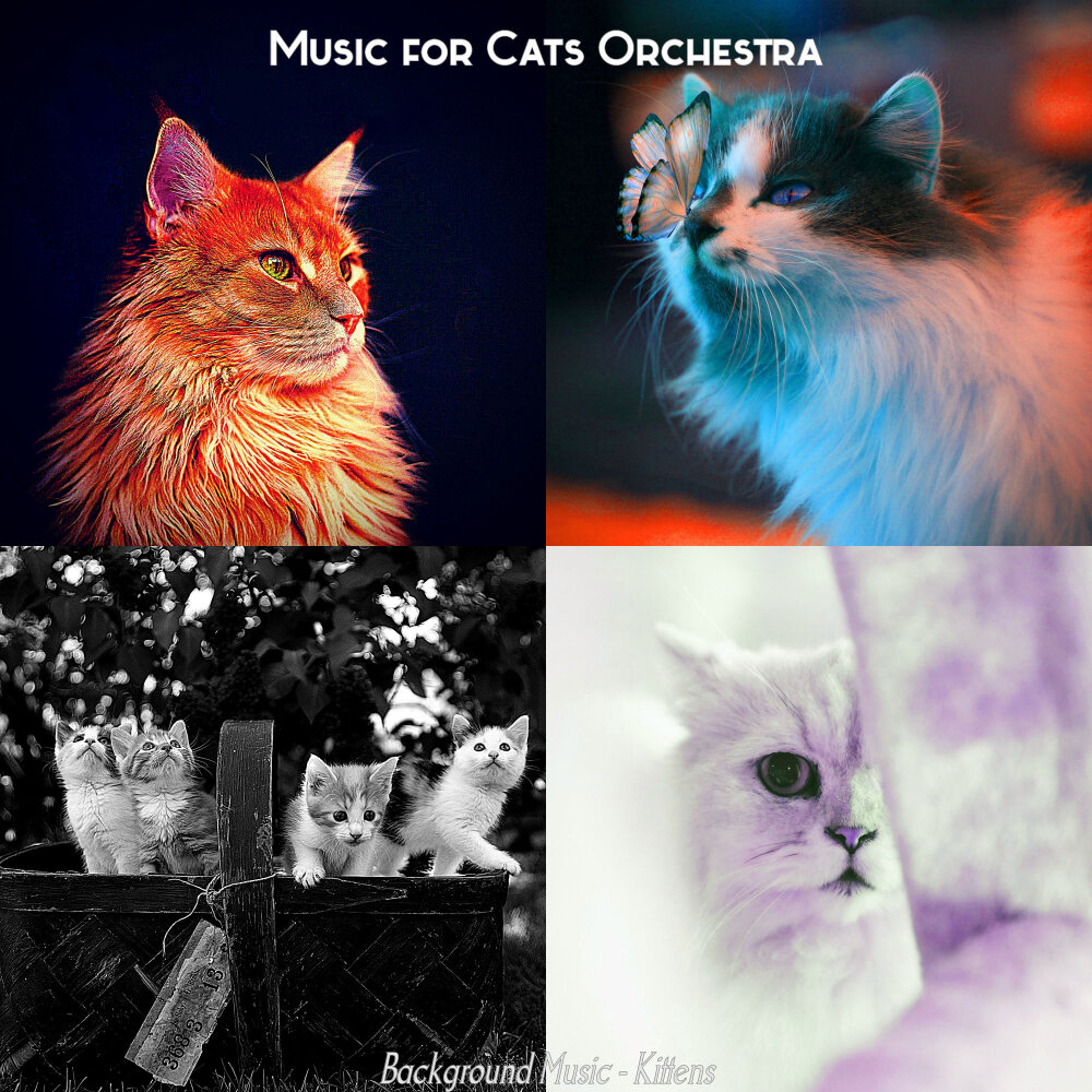 Music for cats. What is your feeling Cats.