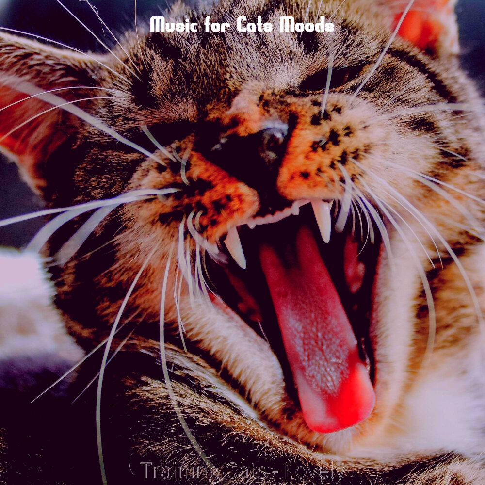 Amaze Cat. Calming Music for Cats. Memory слушать кошки. "Music for Cats" && ( исполнитель | группа | музыка | Music | Band | artist ) && (фото | photo).