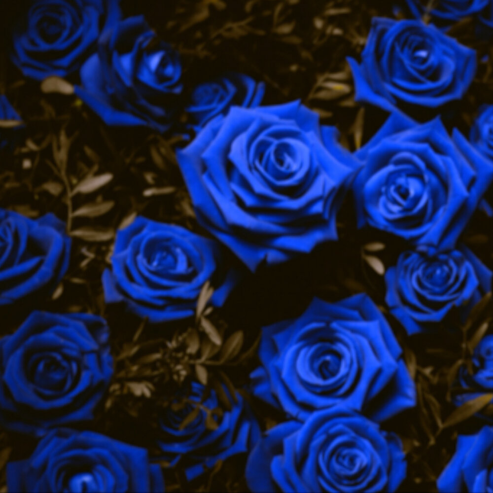 Песни blue rose. Песни blue rose. Музыка синий. Голубые розы сантори. Blue rose.